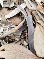 Trachylestes turneri