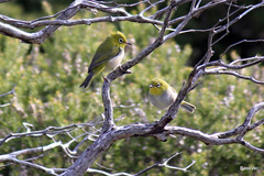 Zosterops lateralis chloronotus