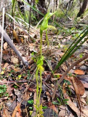 Pterostylis unicornis