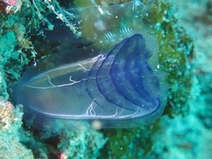 Rhopalaea circula