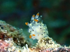 Thecacera