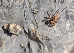 Plexippoides gestroi