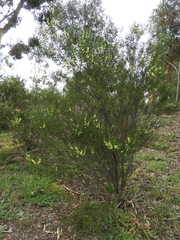 Acacia rostriformis