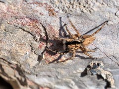 Plexippoides gestroi