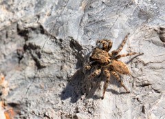 Plexippoides gestroi