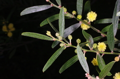 Acacia rostriformis