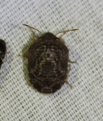 Stethaulax marmorata