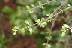 Coprosma rhamnoides