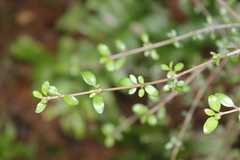 Coprosma rhamnoides