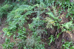 Coprosma rhamnoides