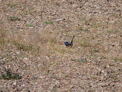 Malurus cyaneus cyanochlamys