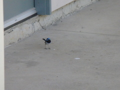 Malurus cyaneus cyanochlamys