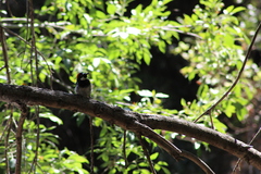 Melanerpes formicivorus