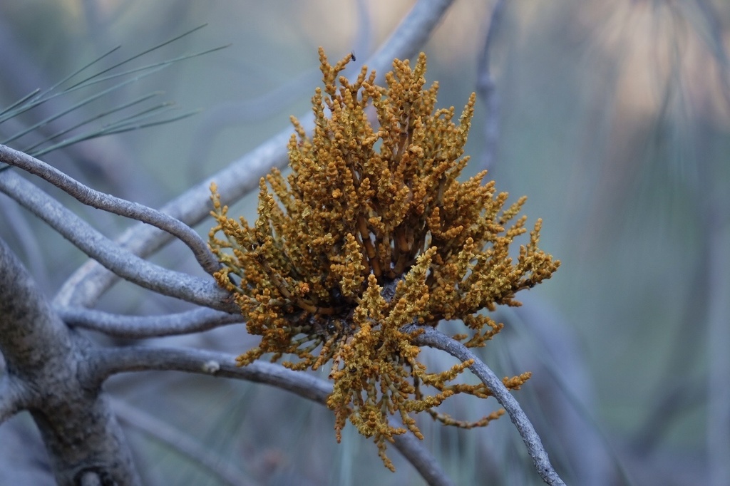 Campylopoda