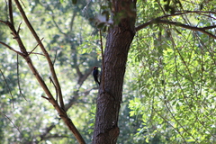 Melanerpes formicivorus