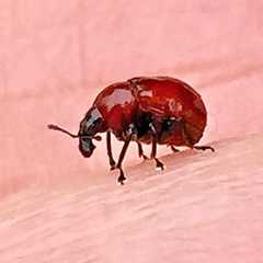 Synolabus nigripes