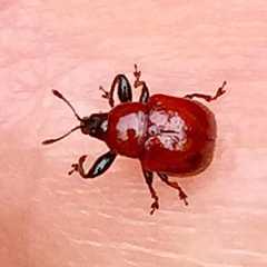 Synolabus nigripes