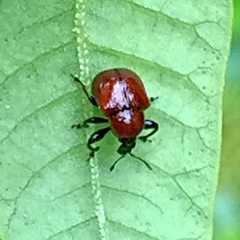 Synolabus nigripes