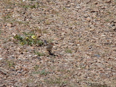 Malurus cyaneus cyanochlamys