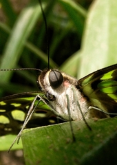 Graphium agamemnon
