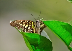 Graphium agamemnon