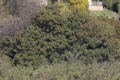 Schinus terebinthifolia