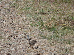 Malurus cyaneus cyanochlamys