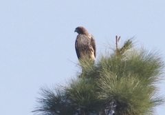 Buteo jamaicensis