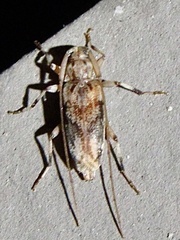 Lepturges angulatus