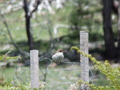 Malurus cyaneus cyanochlamys