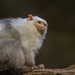 Silvery Marmoset - Photo (c) Zweer de Bruin, some rights reserved (CC BY-NC-ND)