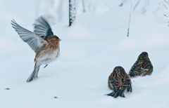 Twite photo 5