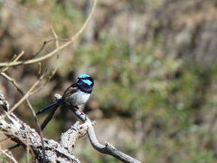 Malurus cyaneus cyanochlamys