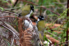 Melithreptus chloropsis