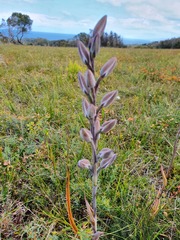 Thelymitra aristata
