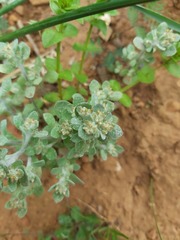 Troglophyton parvulum