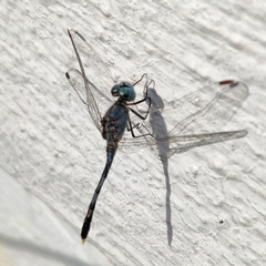 Diplacodes trivialis