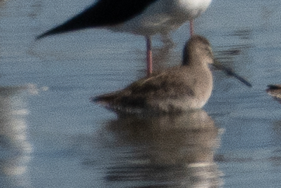 Long-billed Dowitcher