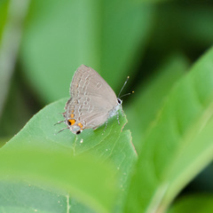 Satyrium kingi