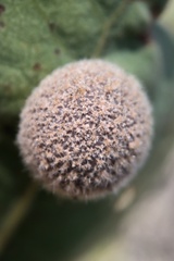 Cynips multipunctata