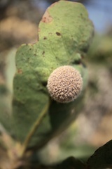 Cynips multipunctata