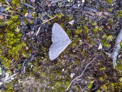 Taxeotis reserata
