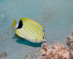 Chaetodon fremblii