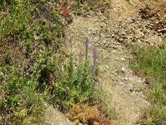Nepeta tuberosa