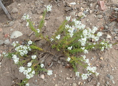 Dischisma ciliatum erinoides