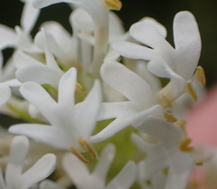 Dischisma ciliatum erinoides