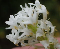 Dischisma ciliatum erinoides