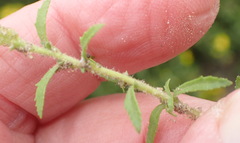 Dischisma ciliatum erinoides