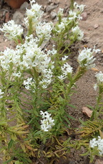 Dischisma ciliatum erinoides