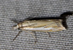 Crambus satrapellus